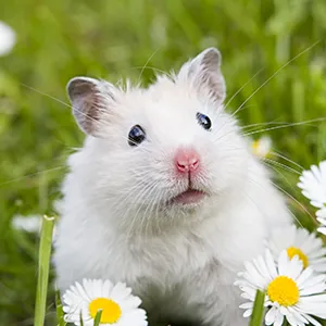 Goldhamster-weiss